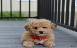 Bichpoo dogs for sale: Archie - Image 4
