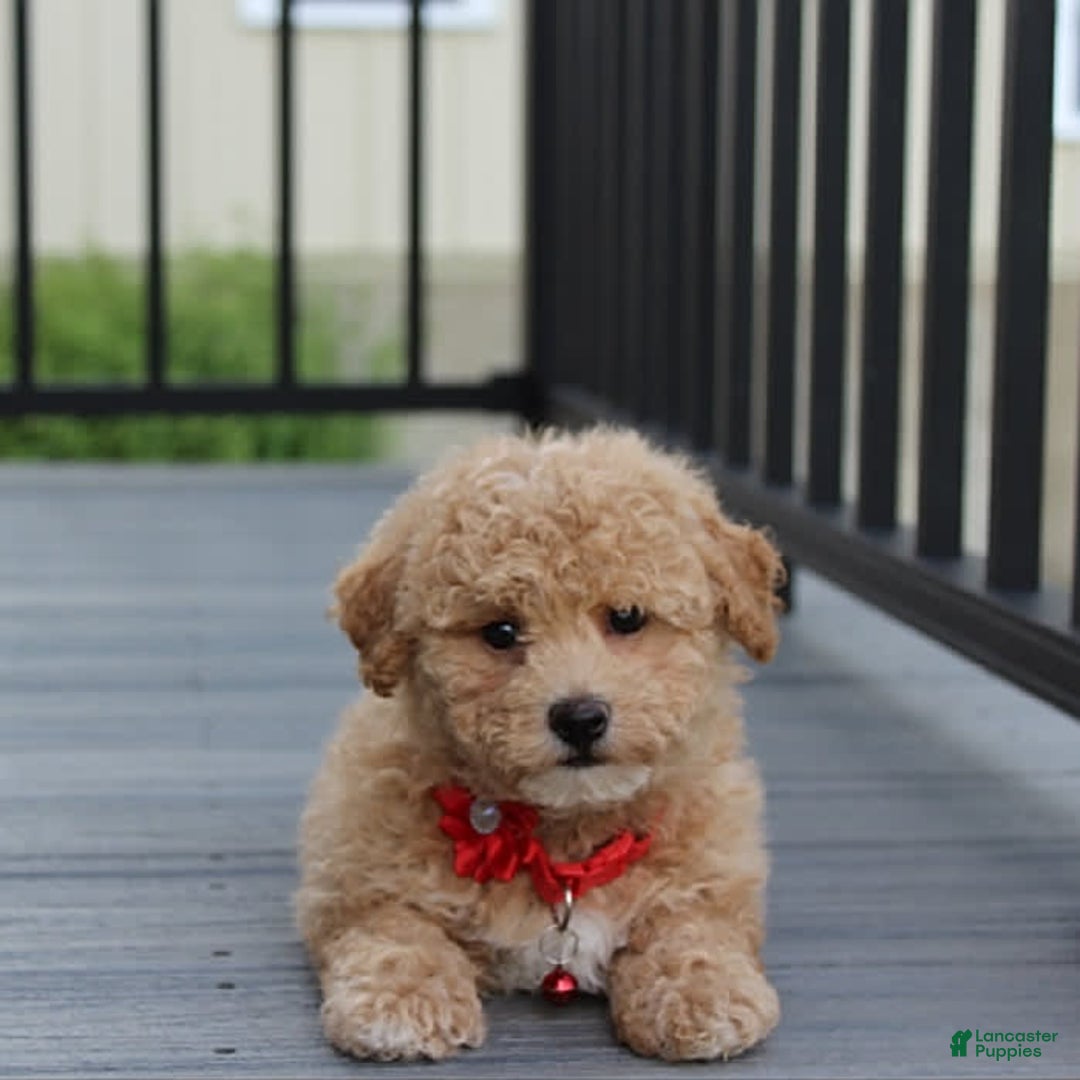 Bichpoo dogs for sale: Archie - Image 4