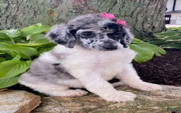 Standard Poodle dogs for sale: Robin - Image 4