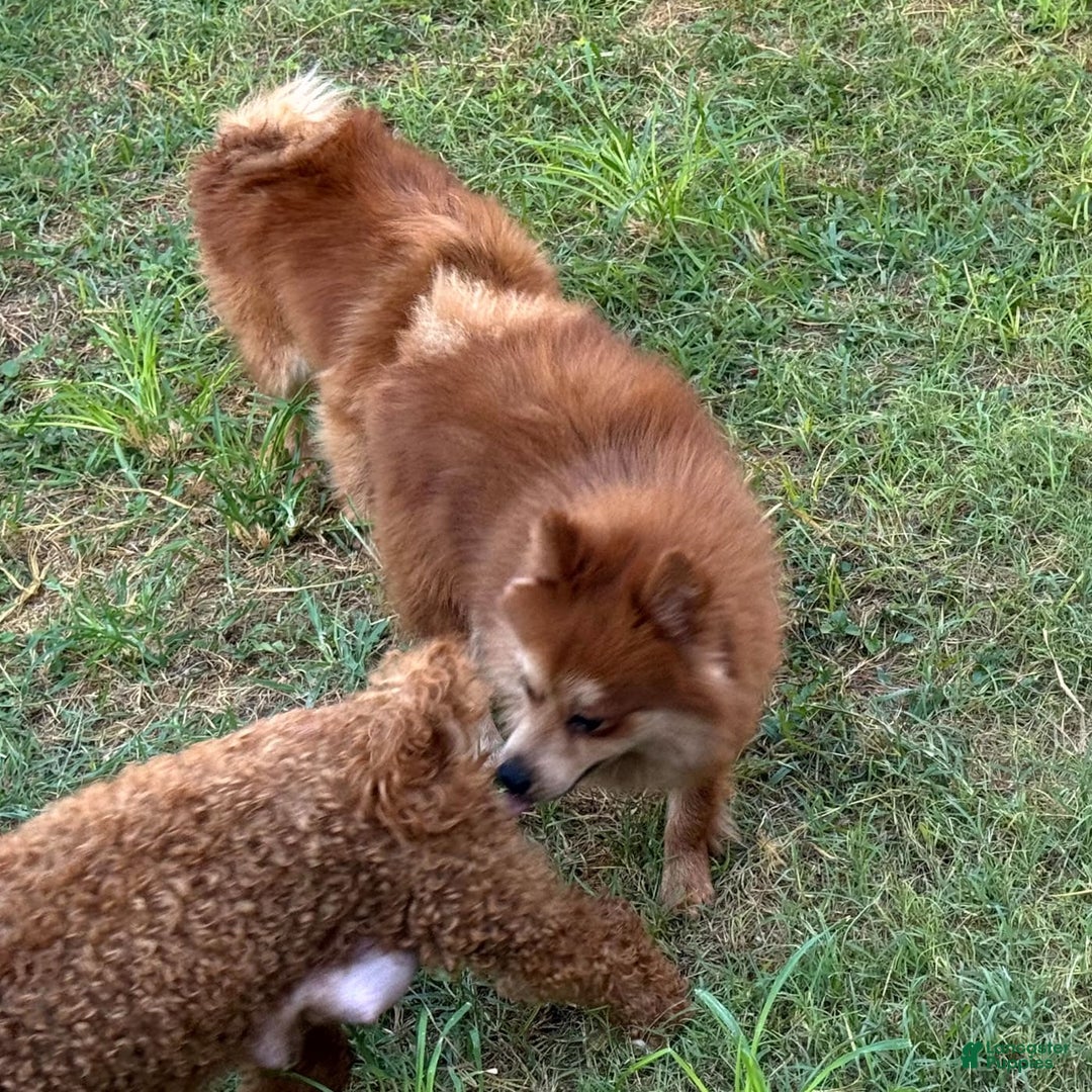 Pomeranian dogs for sale: Winston - Image 17
