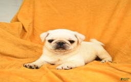 Pug dogs for sale: Pug 6 puppies - Image 6