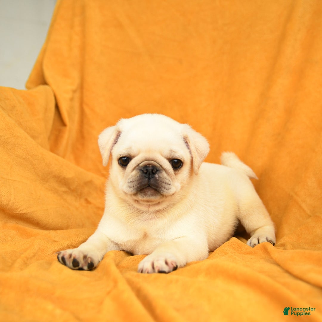 Pug dogs for sale: Pug 6 puppies - Image 6