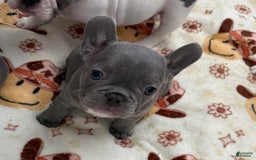 French Bulldog dogs for sale: Chanel - Image 3