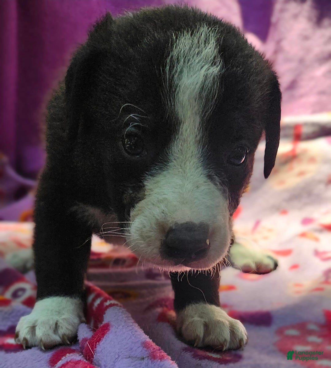 Border Collie dogs for sale: Coco - Image 19
