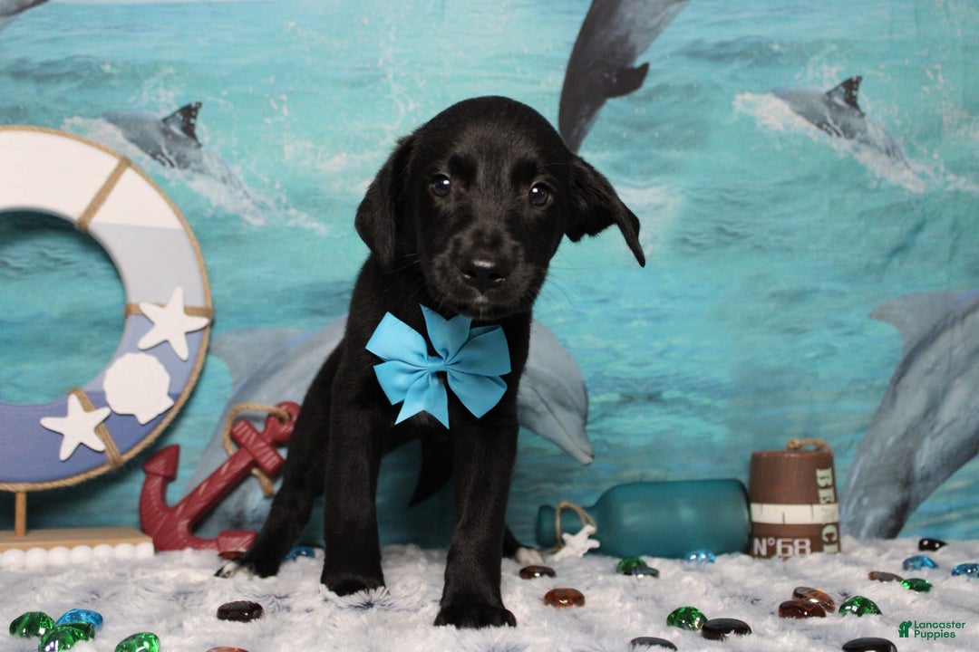 Labrador Retriever dogs for sale: Obsidian - Image 16
