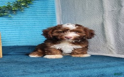 Havanese dogs for sale: Stormy - Image 4
