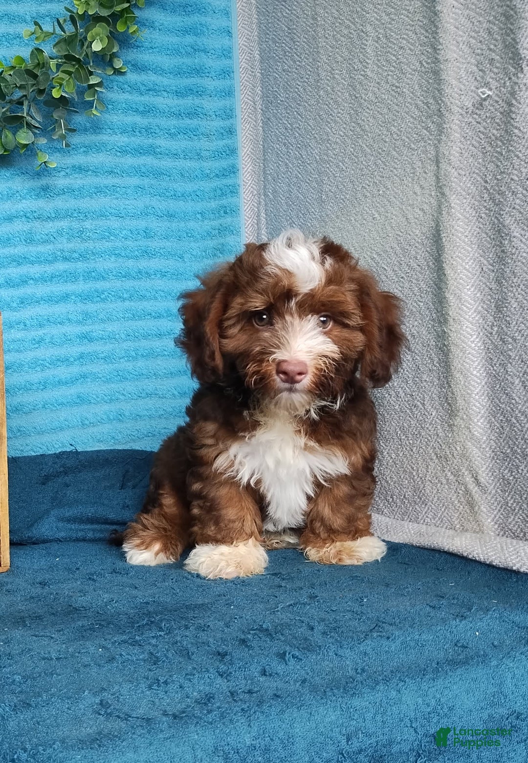 Havanese dogs for sale: Stormy - Image 4