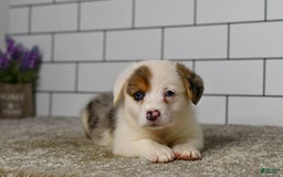 Welsh Corgi Pembroke dogs for sale: Monroe - Image 3