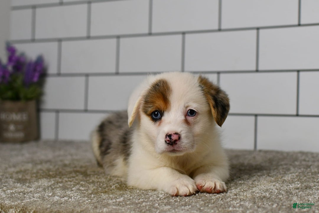 Welsh Corgi Pembroke dogs for sale: Monroe - Image 3