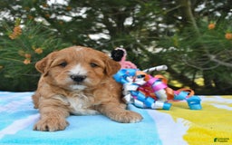 Mini Goldendoodle dogs for sale: Dancer - Image 25