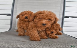 Bichpoo dogs for sale: Caspar - Image 4