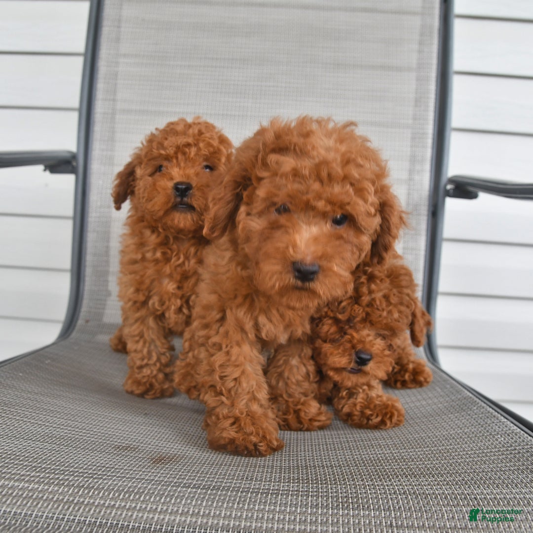 Bichpoo dogs for sale: Caspar - Image 4