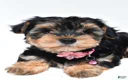Morkie dogs for sale: Monica - Image 3