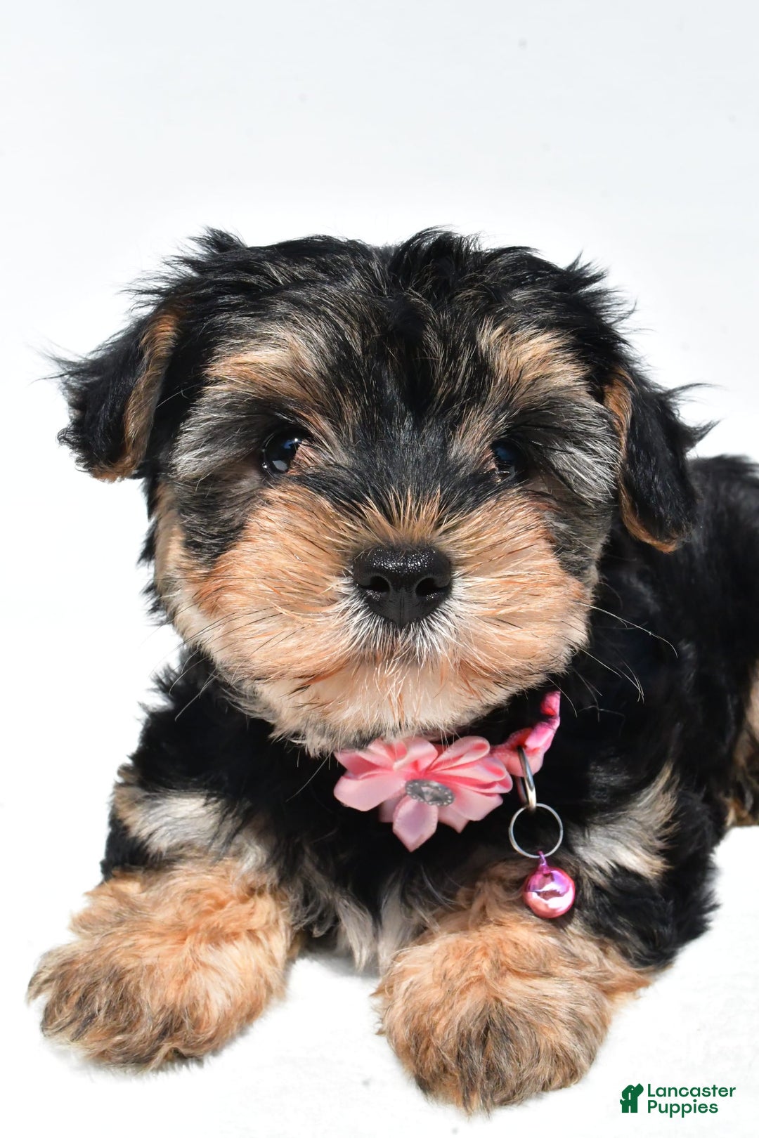 Morkie dogs for sale: Monica - Image 3