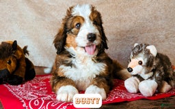 Bernedoodle dogs for sale: Dusty - Image 2