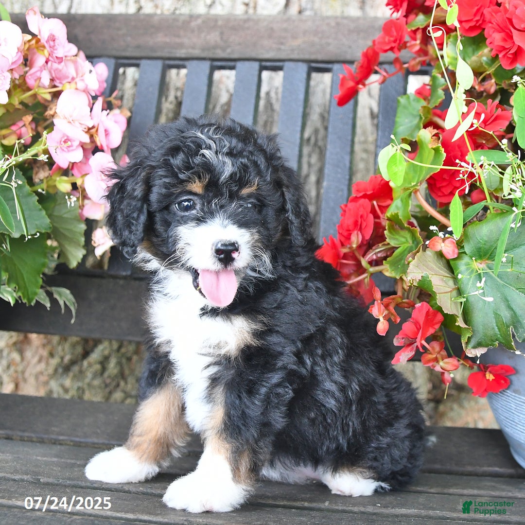 Mini Aussiedoodle dogs for sale: Abby - Image 3