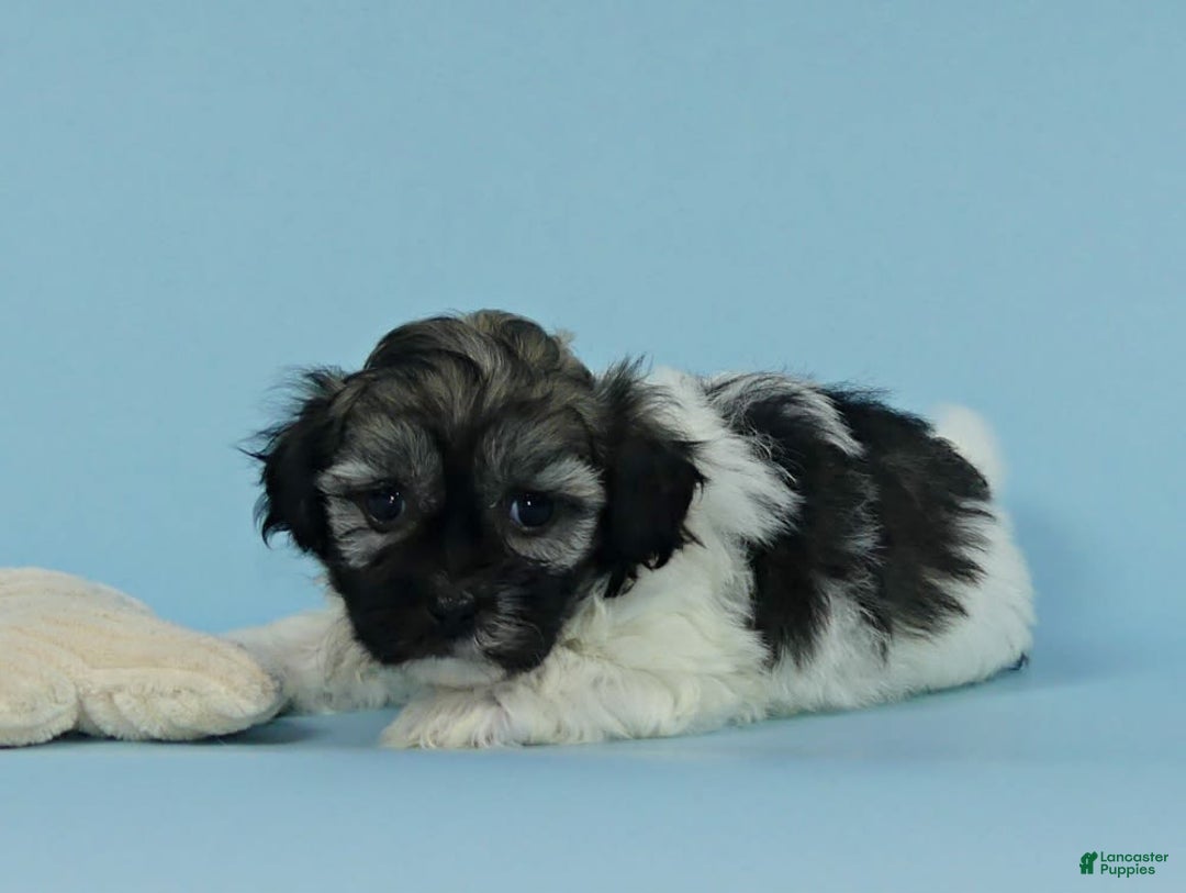 Havanese dogs for sale: Irvin - Image 4