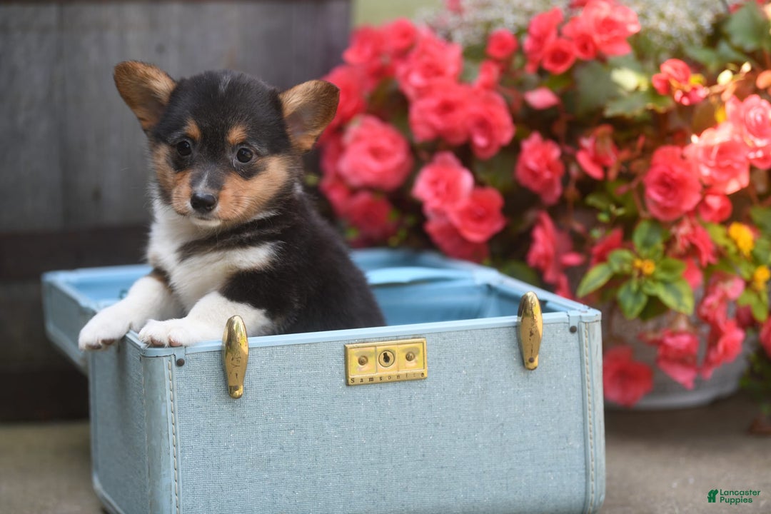 Welsh Corgi Pembroke dogs for sale: Angie - Image 2