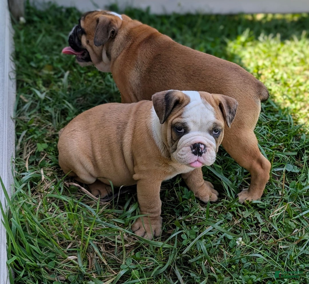 Olde English Bulldogge dogs for sale: Harper - Image 8