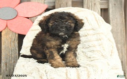 Mini Goldendoodle dogs for sale: Mugsy - Image 4