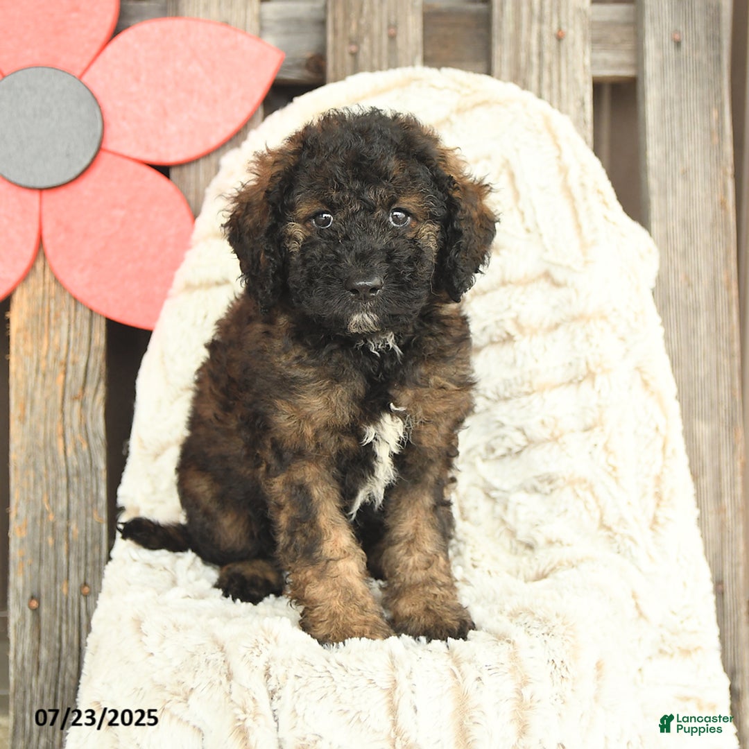 Mini Goldendoodle dogs for sale: Mugsy - Image 4