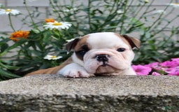 English Bulldog dogs for sale: Winston - Image 13