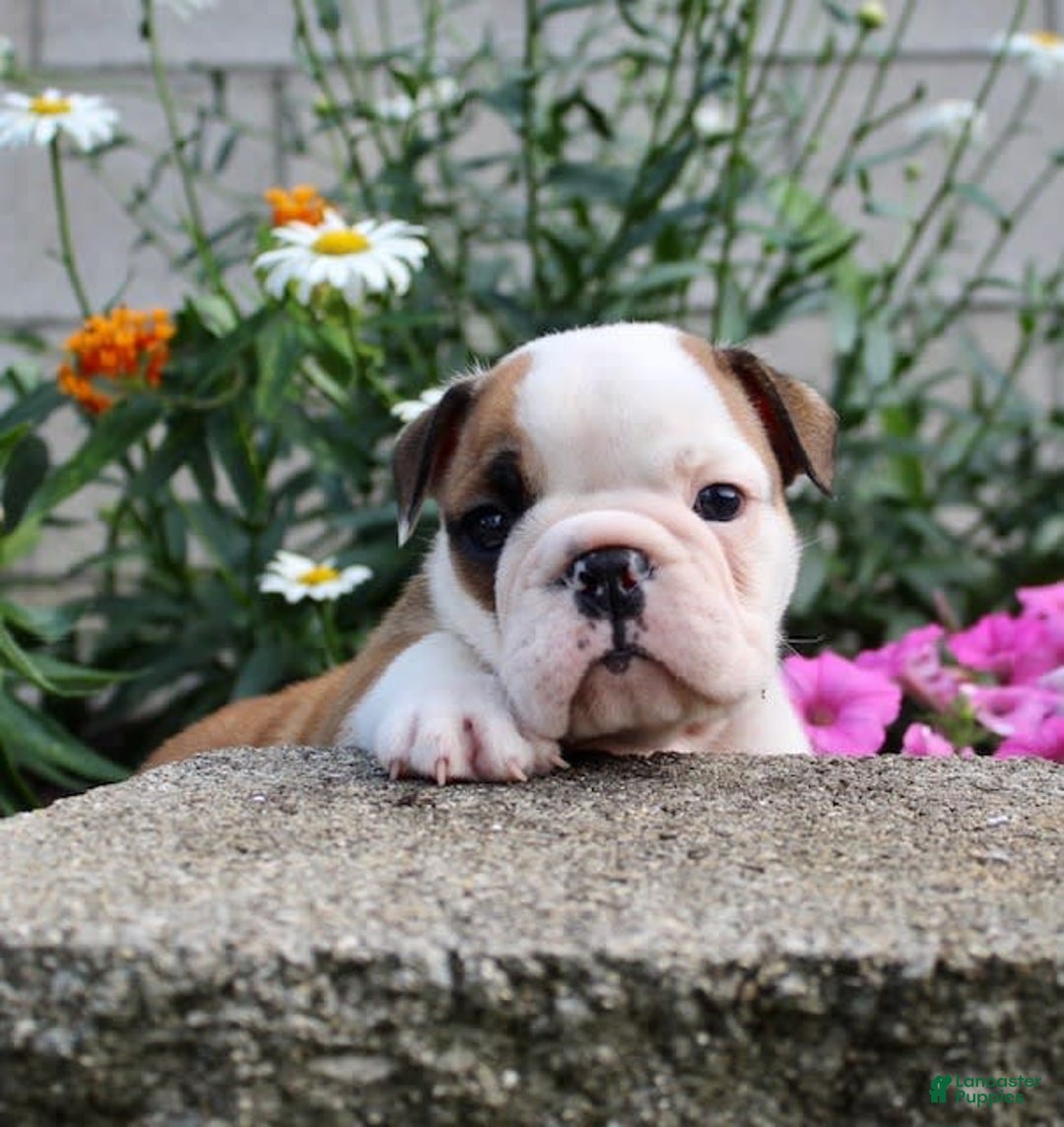 English Bulldog dogs for sale: Winston - Image 13