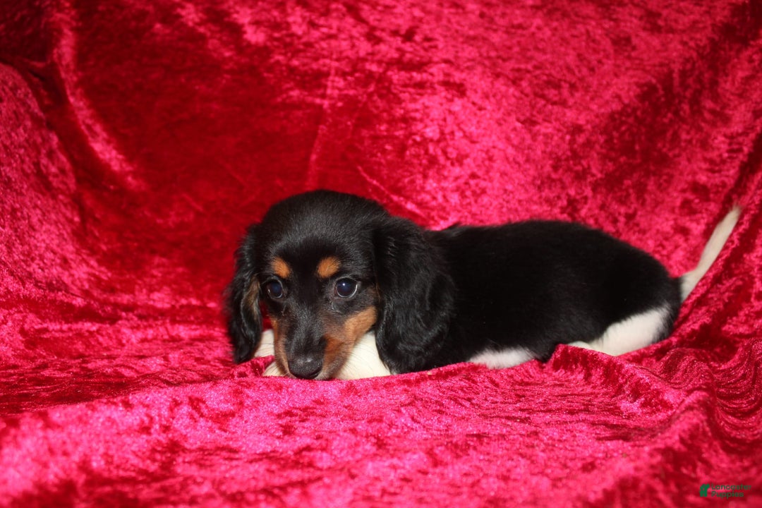 Miniature Dachshund dogs for sale: Casey - Image 1