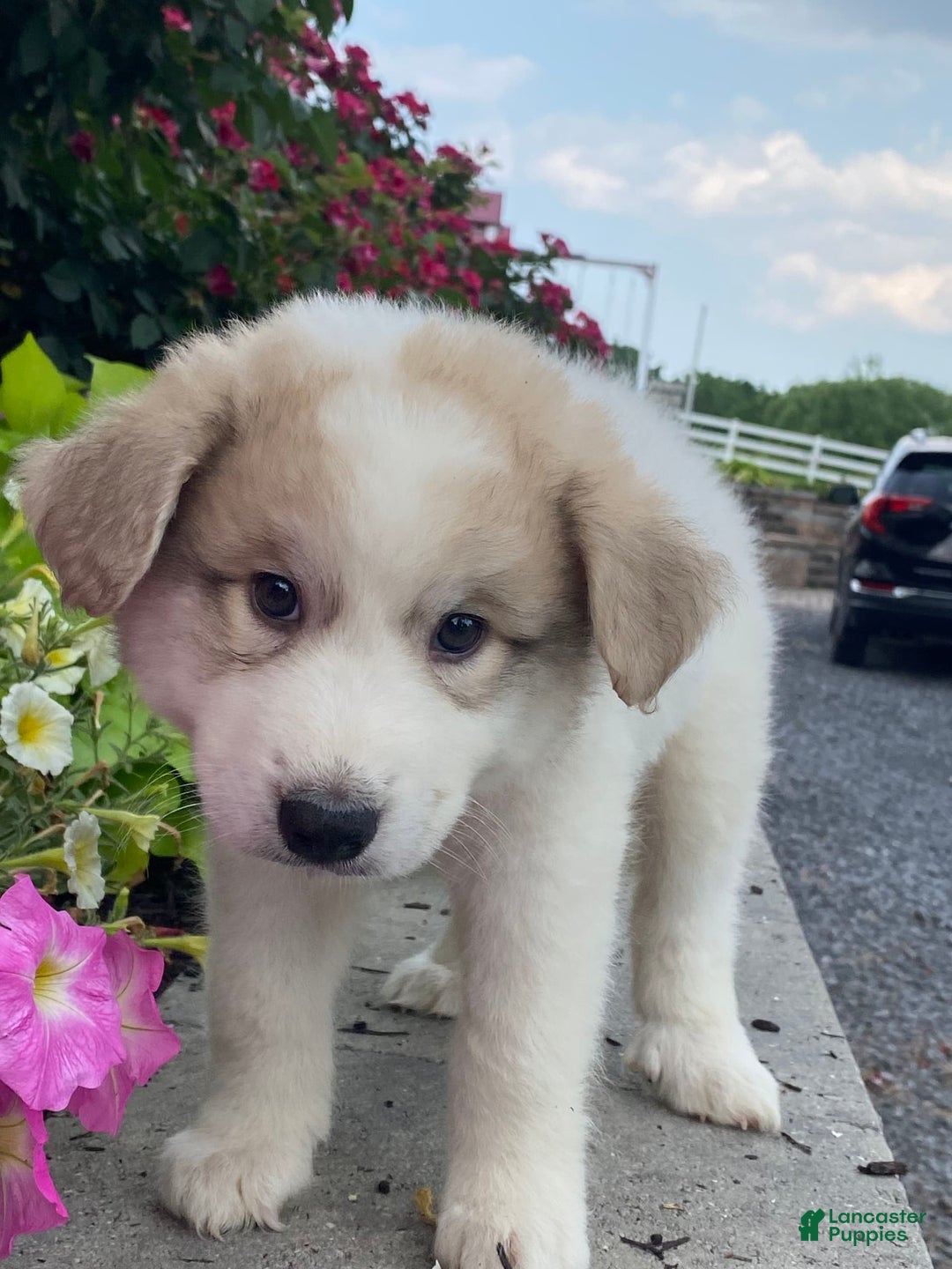 Great Pyrenees dogs for sale: Greg - Image 1