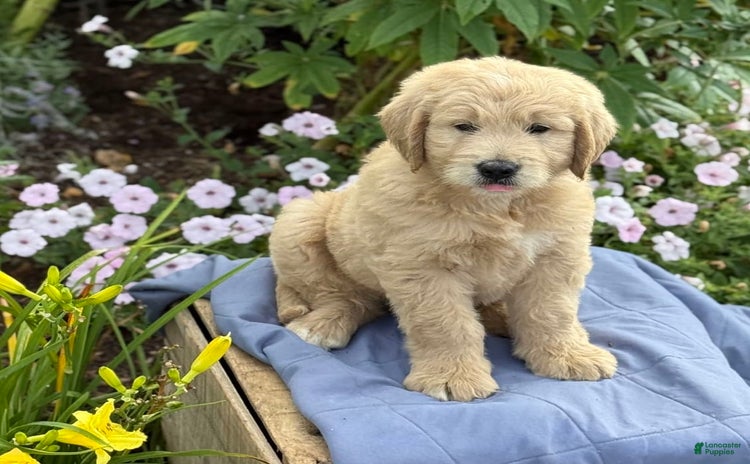 Goldendoodle dogs for sale - Ad 2