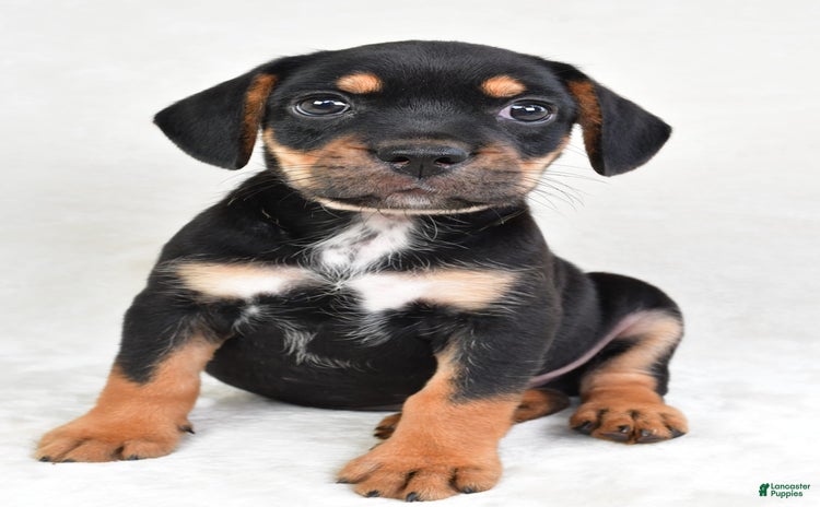 Beabull dogs for sale - Ad 2