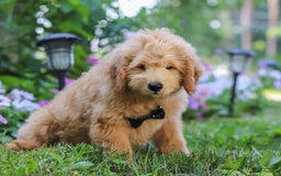  dogs for sale: Mini Goldendoodle 4 puppies - Image 12