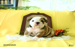 English Bulldog dogs for sale: Katrina - Image 4