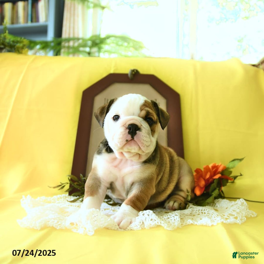 English Bulldog dogs for sale: Katrina - Image 4