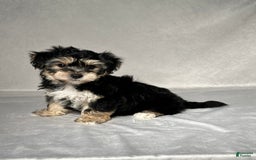 Yochon dogs for sale: Ryan - Image 4