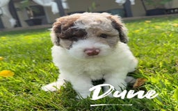Miniature Poodle dogs for sale: Dune - Image 4