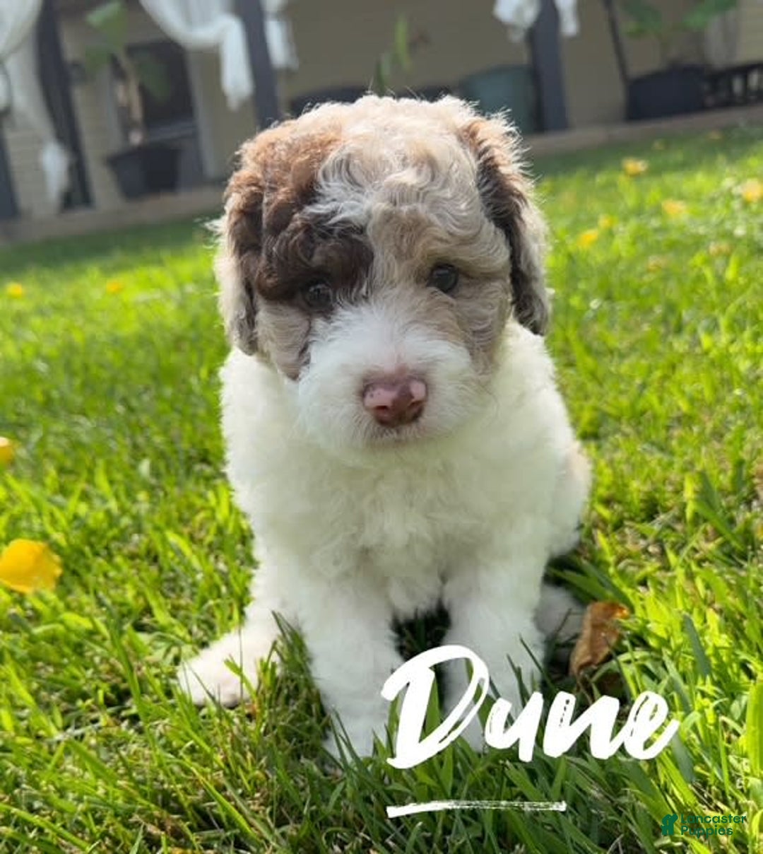 Miniature Poodle dogs for sale: Dune - Image 4