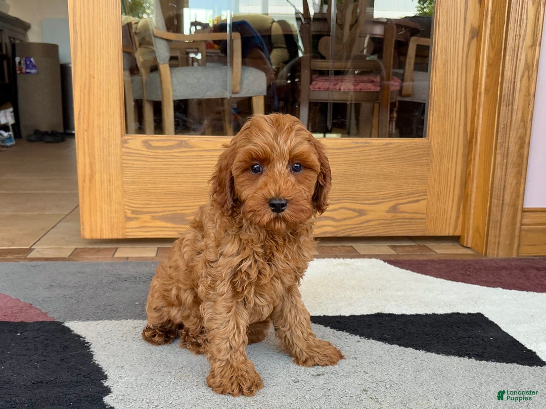 Cockapoo dogs for sale: Ray - Image 1