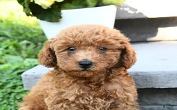 Miniature Poodle dogs for sale: Eddie - Image 3