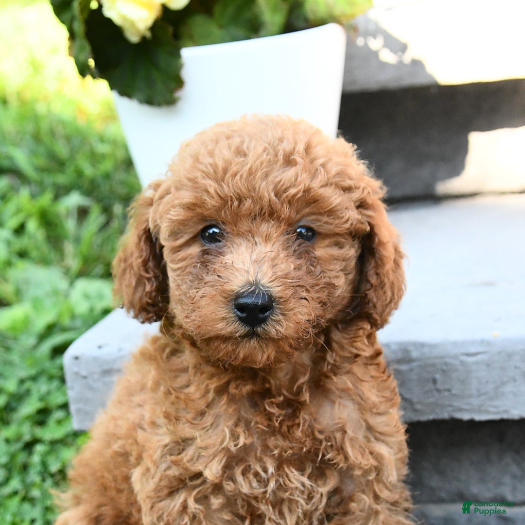 Miniature Poodle dogs for sale: Eddie - Image 3