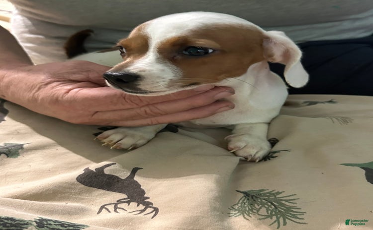 Miniature Dachshund dogs for sale - Ad 1