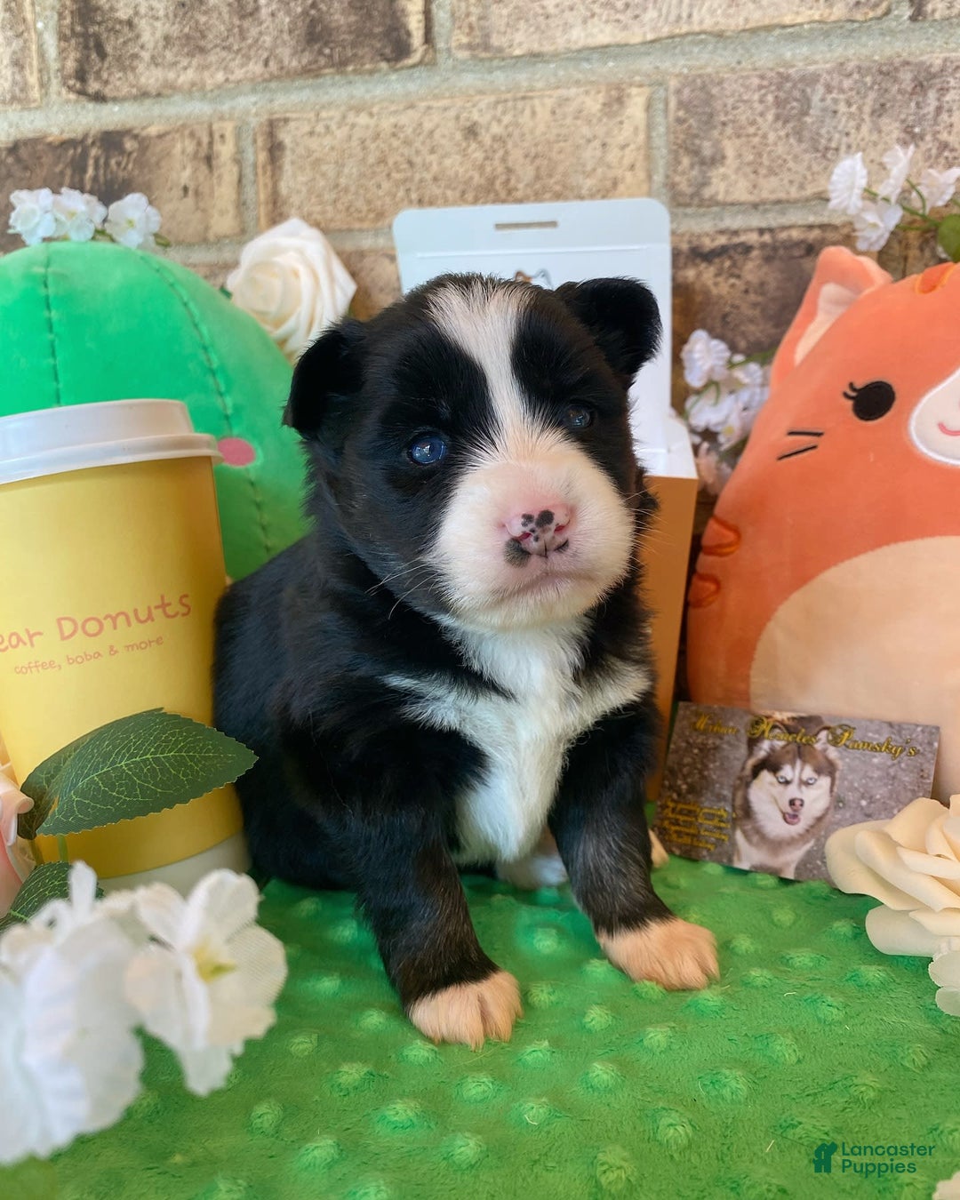 Pomsky dogs for sale: Nami - Image 4