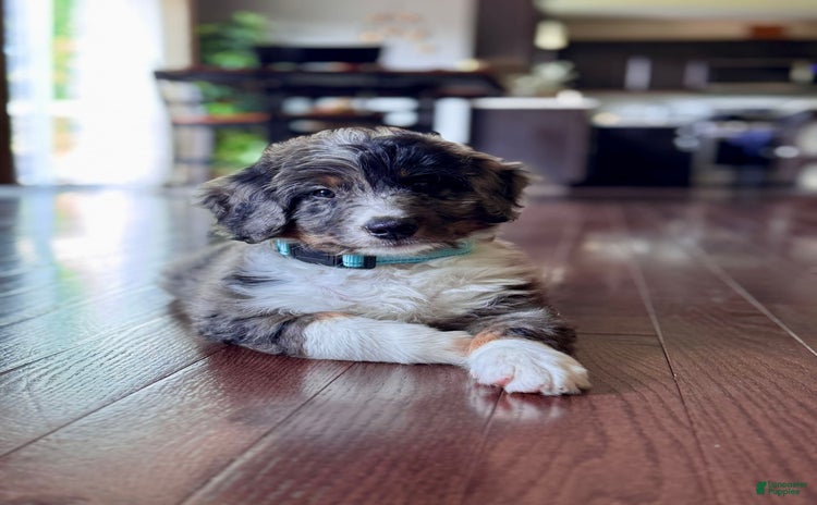 Mini Bernedoodle dogs for sale - Ad 1