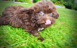 Havapoo dogs for sale: Bessie - Image 3