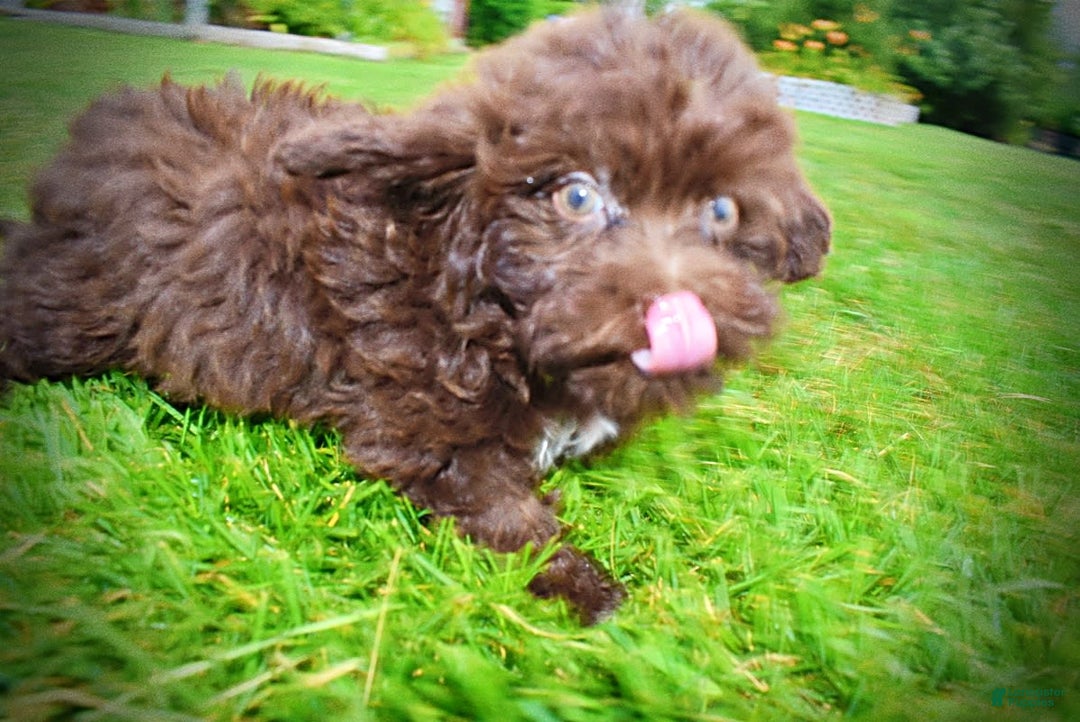 Havapoo dogs for sale: Bessie - Image 3