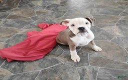 Boston Terrier dogs for sale: Porky - Image 5