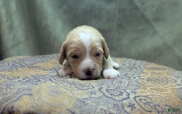 Cockapoo dogs for sale: Snotlout - Image 8