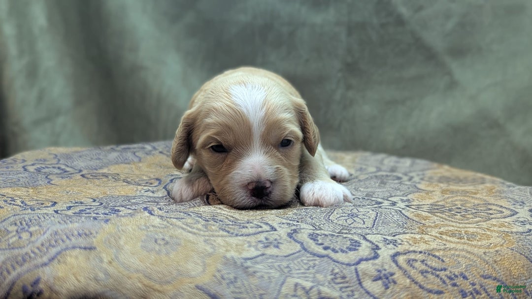 Cockapoo dogs for sale: Snotlout - Image 8