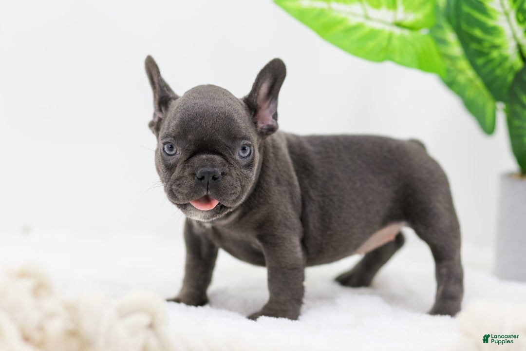 French Bulldog dogs for sale: Aspen - Image 2