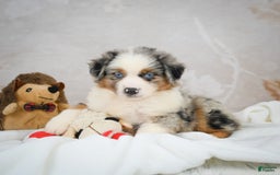 Miniature Australian Shepherd dogs for sale: Isabella - Image 2